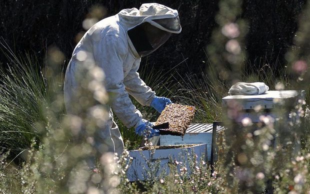 Ngati Porou Want Honey, Not Money