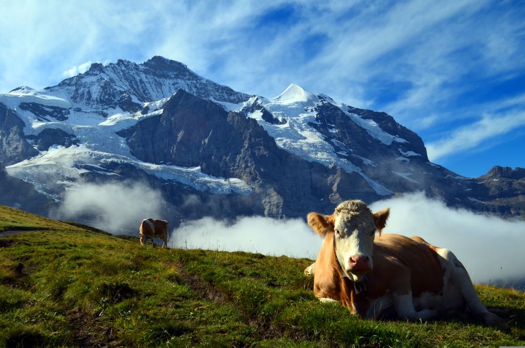 Le Congrès mondial 2024 de l'IFAJ se tiendra à Interlaken, en Suisse, du 14 au 18 août. Les inscriptions seront bientôt ouvertes. Si vous n'êtes pas sûr de vouloir y participer, ces 5 raisons vous convaincront !
